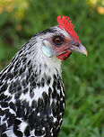 Silver Spangled Hamburg Chicken - Gallus gallus Black and white speckled feathers. Females have shorter feathers than males, gray legs, and a small red comb.<br />
<br />
Habitat: I was trying to take pictures of butterflies in a meadow when I met up with this chicken. She followed me everywhere - even into the woods a bit. She was very curious and friendly, but scared away just about every butterfly that I spotted. The nature center where I was hiking has a working farm, and they have many different kinds of free-range chickens that wander around at will - which is where I spotted this free-spirited hen. <br />
https://www.jungledragon.com/image/71970/silver_spangled_hamburg_chicken_-_gallus_gallus_domesticus.html Domestic Chicken,Gallus gallus,Gallus gallus var. domesticus,Geotagged,Red junglefowl,Silver Spangled Hamburg Chicken,Summer,United States,chicken,gallus,gallus gallus domesticus