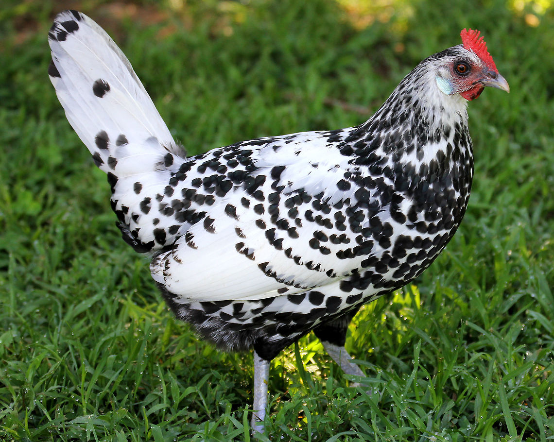 Silver Spangled Hamburg Chicken - Gallus gallus domesticus <br />
Black and white speckled feathers. Females have shorter feathers than males, gray legs, and a small red comb.<br />
<br />
Habitat: I was trying to take pictures of butterflies in a meadow when I met up with this chicken. She followed me everywhere - even into the woods a bit. She was very curious and friendly, but scared away just about every butterfly that I spotted. The nature center where I was hiking has a working farm, and they have many different kinds of free-range chickens that wander around at will - which is where I spotted this free-spirited hen.<br />
<figure class="photo"><a href="https://www.jungledragon.com/image/71969/silver_spangled_hamburg_chicken_-_gallus_gallus.html" title="Silver Spangled Hamburg Chicken - Gallus gallus"><img src="https://s3.amazonaws.com/media.jungledragon.com/images/3232/71969_thumb.jpg?AWSAccessKeyId=05GMT0V3GWVNE7GGM1R2&Expires=1759968010&Signature=LmctoIEODSLNJHa9BMDzuMWSSnY%3D" width="118" height="152" alt="Silver Spangled Hamburg Chicken - Gallus gallus Black and white speckled feathers. Females have shorter feathers than males, gray legs, and a small red comb.<br />
<br />
Habitat: I was trying to take pictures of butterflies in a meadow when I met up with this chicken. She followed me everywhere - even into the woods a bit. She was very curious and friendly, but scared away just about every butterfly that I spotted. The nature center where I was hiking has a working farm, and they have many different kinds of free-range chickens that wander around at will - which is where I spotted this free-spirited hen. <br />
https://www.jungledragon.com/image/71970/silver_spangled_hamburg_chicken_-_gallus_gallus_domesticus.html Domestic Chicken,Gallus gallus,Gallus gallus var. domesticus,Geotagged,Red junglefowl,Silver Spangled Hamburg Chicken,Summer,United States,chicken,gallus,gallus gallus domesticus" /></a></figure> Domestic Chicken,Gallus gallus,Gallus gallus var. domesticus,Geotagged,Red junglefowl,Summer,United States