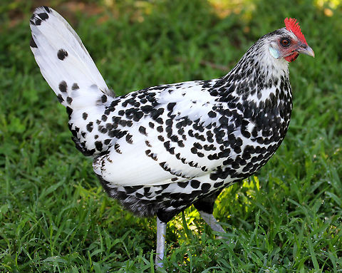 Silver Spangled Hamburg Chicken - Gallus gallus domesticus 
Black and white speckled feathers. Females have shorter feathers than males, gray legs, and a small red comb.

Habitat: I was trying to take pictures of butterflies in a meadow when I met up with this chicken. She followed me everywhere - even into the woods a bit. She was very curious and friendly, but scared away just about every butterfly that I spotted. The nature center where I was hiking has a working farm, and they have many different kinds of free-range chickens that wander around at will - which is where I spotted this free-spirited hen.
https://www.jungledragon.com/image/71969/silver_spangled_hamburg_chicken_-_gallus_gallus_domesticus.html Domestic Chicken,Gallus gallus,Gallus gallus var. domesticus,Geotagged,Red junglefowl,Summer,United States