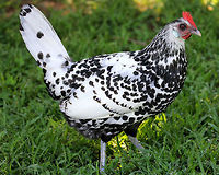 Silver Spangled Hamburg Chicken - Gallus gallus domesticus <br />
Black and white speckled feathers. Females have shorter feathers than males, gray legs, and a small red comb.<br />
<br />
Habitat: I was trying to take pictures of butterflies in a meadow when I met up with this chicken. She followed me everywhere - even into the woods a bit. She was very curious and friendly, but scared away just about every butterfly that I spotted. The nature center where I was hiking has a working farm, and they have many different kinds of free-range chickens that wander around at will - which is where I spotted this free-spirited hen.<br />
https://www.jungledragon.com/image/71969/silver_spangled_hamburg_chicken_-_gallus_gallus_domesticus.html Domestic Chicken,Gallus gallus,Gallus gallus var. domesticus,Geotagged,Red junglefowl,Summer,United States