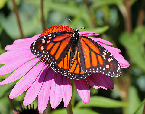 Monarch Butterfly - Danaus plexippus Bright orange wings with black and white markings. The outer edge of the wings has a thick black border. Within the black border are white spots. The upper corner of the top set of wings has orange spots. The body of the monarch is black.

Habitat: Spotted in a rural garden. Danaus plexippus,Geotagged,Monarch butterfly,Summer,United States,butterfly,monarch