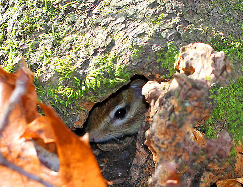 Eastern Chipmunk - Tamias striatus This chipmunk was incredibly curious and also equally frightened of me. It was hiding underneath a hollowed out tree, and every now and then it would run out from under the tree, watch me, and then retreat to the safety of its tree fortress where it would alternate between peaking at me and hiding. 

Reddish-brown fur on its upper body and five dark brown stripes, which contrasted with light brown stripes along its back, ending in a dark tail. It had lighter fur on the lower part of its body, and a tawny stripe that ran from its whiskers to below its ears with lighter stripes over and under its eyes.

Habitat: Hiding under a hollowed out tree in a deciduous forest. Eastern chipmunk,Fall,Geotagged,Tamias striatus,United States,chipmunk