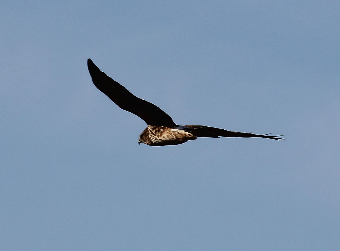 Northern Harrier - Circus cyaneus **Sorry for the bad photo, but I was so excited to see this bird. It was a first for me!<br />
<br />
Dark brown bird with some lighter color feathers underneath. It had a thick white band on its rump. It had a flat, owl-like face.<br />
<br />
Habitat: Flying in an erratic, zig-zag pattern over coastal marshes at Meigs Point. It was flying in a fast, erratic pattern that it made it very difficult and frustrating to photograph.<br />
<br />
Circus,Circus cyaneus,Geotagged,Hen harrier,United States,Winter,bird,northern harrier