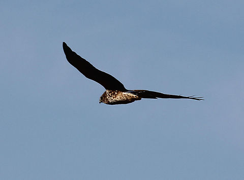 Northern Harrier - Circus cyaneus **Sorry for the bad photo, but I was so excited to see this bird. It was a first for me!

Dark brown bird with some lighter color feathers underneath. It had a thick white band on its rump. It had a flat, owl-like face.

Habitat: Flying in an erratic, zig-zag pattern over coastal marshes at Meigs Point. It was flying in a fast, erratic pattern that it made it very difficult and frustrating to photograph.

 Circus,Circus cyaneus,Geotagged,Hen harrier,United States,Winter,bird,northern harrier