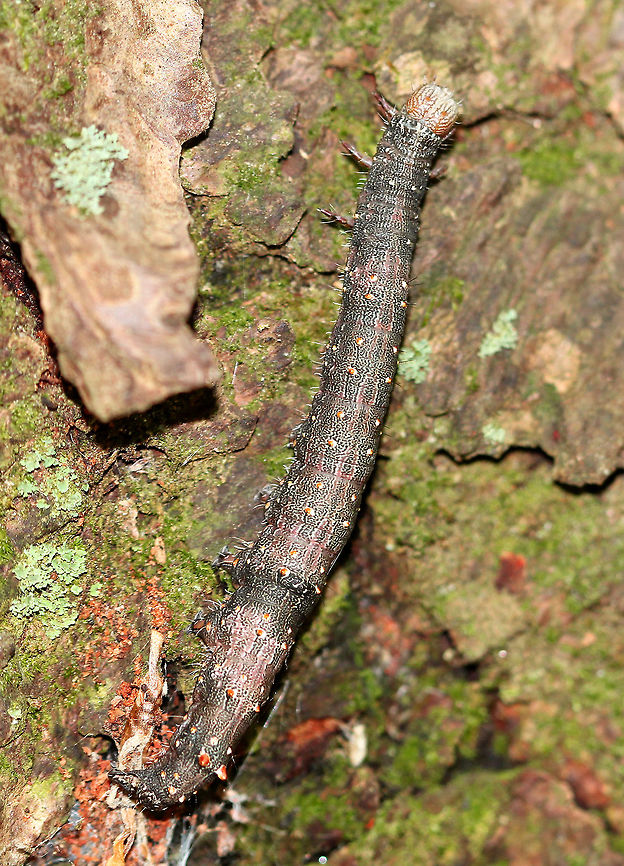Lycia ursaria - Stout Spanworm Moth Caterpillar Habitat: Spotted crawling on the ground in a mixed forest. Geotagged,Lycia ursaria,Spring,Stout Spanworm Moth caterpillar,United States,caterpillar,ursaria