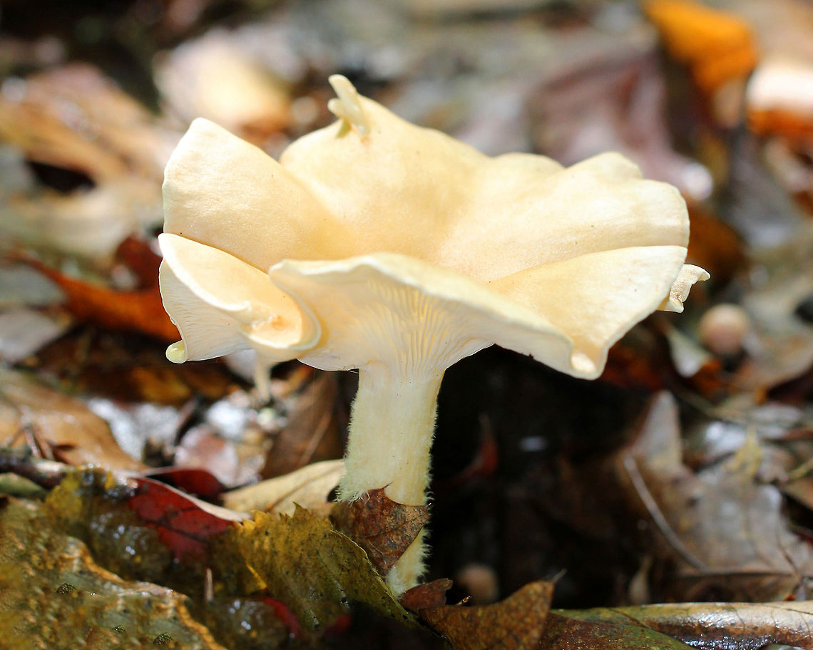 Common Funnel - Infundibulicybe gibba Beautiful mushroom with a cap that was very light peach/cream color and was undulating. It was indented in the center. The gills were white and decurrent. The stipe was peach/cream colored and fuzzy from white mycelium near the base.<br />
<br />
Habitat: Growing on the ground in a deciduous forest. Geotagged,Infundibulicybe gibba,Summer,United States,common funnel,mushroom
