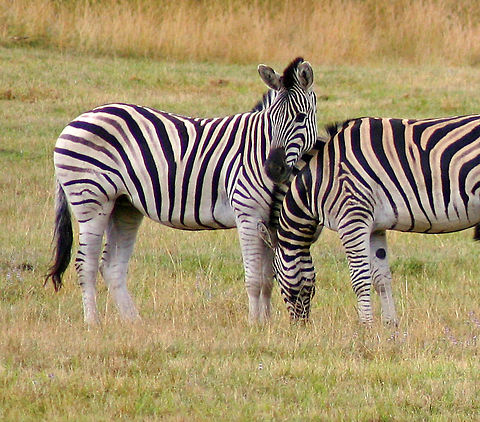 Equus_quagga_burchellii  Burchells zebra,Equus quagga burchellii,Geotagged,Summer,United States
