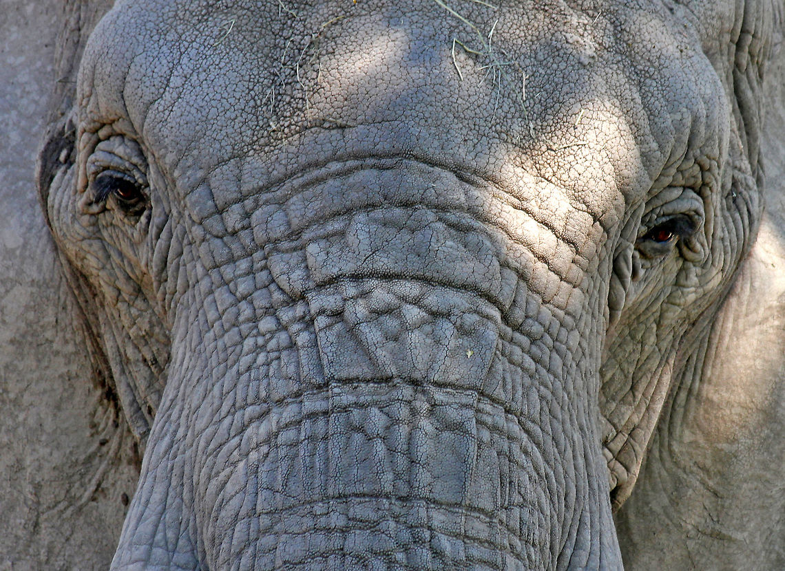 African Elephant - Loxodonta africana The beautiful matriarch<br />
<br />
Habitat: Roger Williams Zoo<br />
<br />
 African bush elephant,Geotagged,Loxodonta africana,Spring,United States,captive animal,elephant,zoo