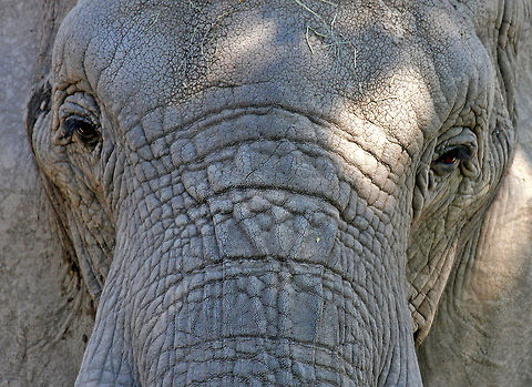 African Elephant - Loxodonta africana The beautiful matriarch

Habitat: Roger Williams Zoo

 African bush elephant,Geotagged,Loxodonta africana,Spring,United States,captive animal,elephant,zoo