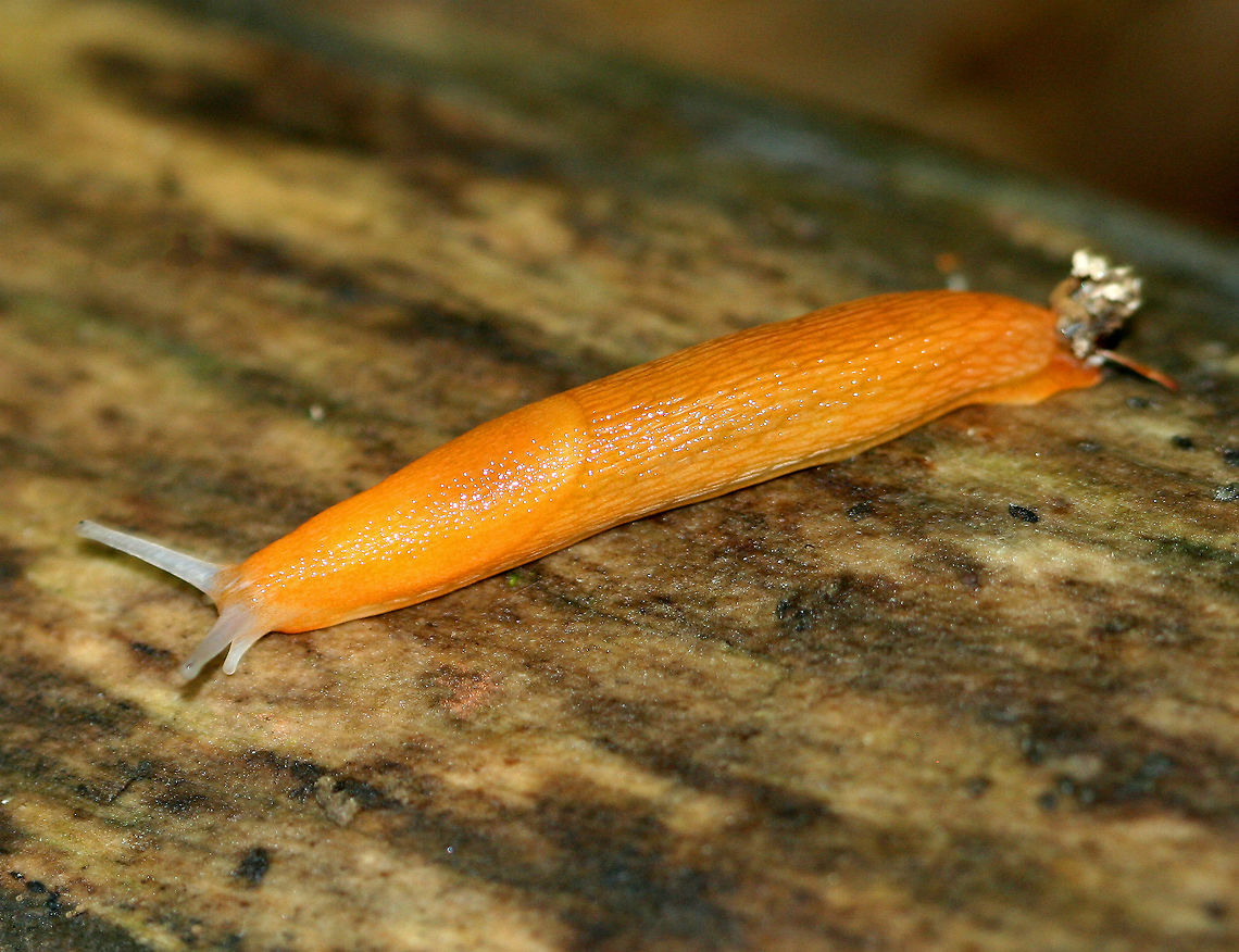 Dusky Arion Slug - Arion subfuscus Bright orange slug that greatly resembles a carrot. Arion fuscus,Dusky Arion,Geotagged,Summer,United States,slug