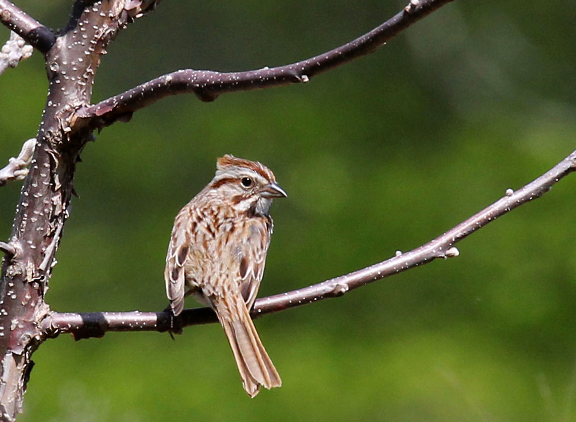 Song Sparrow - Melospiza melodia Reddish brown crown with gray stripe and a wide, white stripe on throat. Chest is white with brown streaks that converge into a central spot.<br />
<br />
Habitat: Spotted in a meadow Geotagged,Melospiza melodia,Song Sparrow,Spring,United States,sparrow