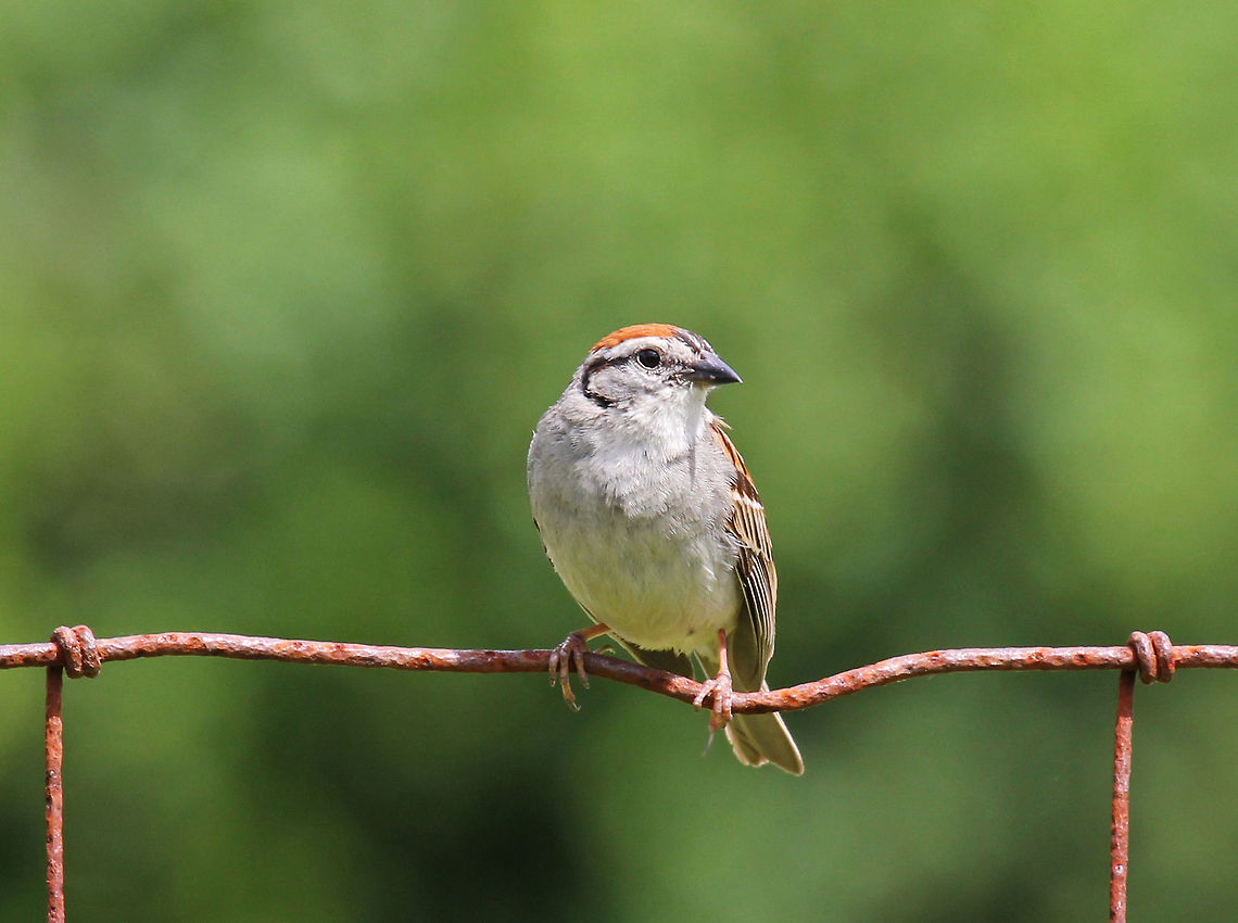 Chipping Sparrow - Spizella passerina Habitat:  Sitting on a wire fence in a goat pasture. It was singing a very loud, trilling song.<br />
<figure class="photo"><a href="https://www.jungledragon.com/image/71982/chipping_sparrow_-_spizella_passerina.html" title="Chipping Sparrow - Spizella passerina"><img src="https://s3.amazonaws.com/media.jungledragon.com/images/3232/71982_thumb.jpg?AWSAccessKeyId=05GMT0V3GWVNE7GGM1R2&Expires=1759968010&Signature=FrgpX6QmE%2Fw80BmEme5v%2Bs8IjMk%3D" width="200" height="164" alt="Chipping Sparrow - Spizella passerina Habitat: Sitting on a wire fence in a goat pasture. It was singing a very loud, trilling song.<br />
https://www.jungledragon.com/image/71981/chipping_sparrow_-_spizella_passerina.html Chipping Sparrow,Geotagged,Spizella passerina,Summer,United States,bird,sparrow" /></a></figure> Chipping Sparrow,Geotagged,Spizella passerina,Summer,United States,bird,sparrow