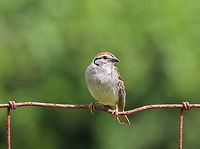 Chipping Sparrow - Spizella passerina Habitat:  Sitting on a wire fence in a goat pasture. It was singing a very loud, trilling song.<br />
https://www.jungledragon.com/image/71982/chipping_sparrow_-_spizella_passerina.html Chipping Sparrow,Geotagged,Spizella passerina,Summer,United States,bird,sparrow