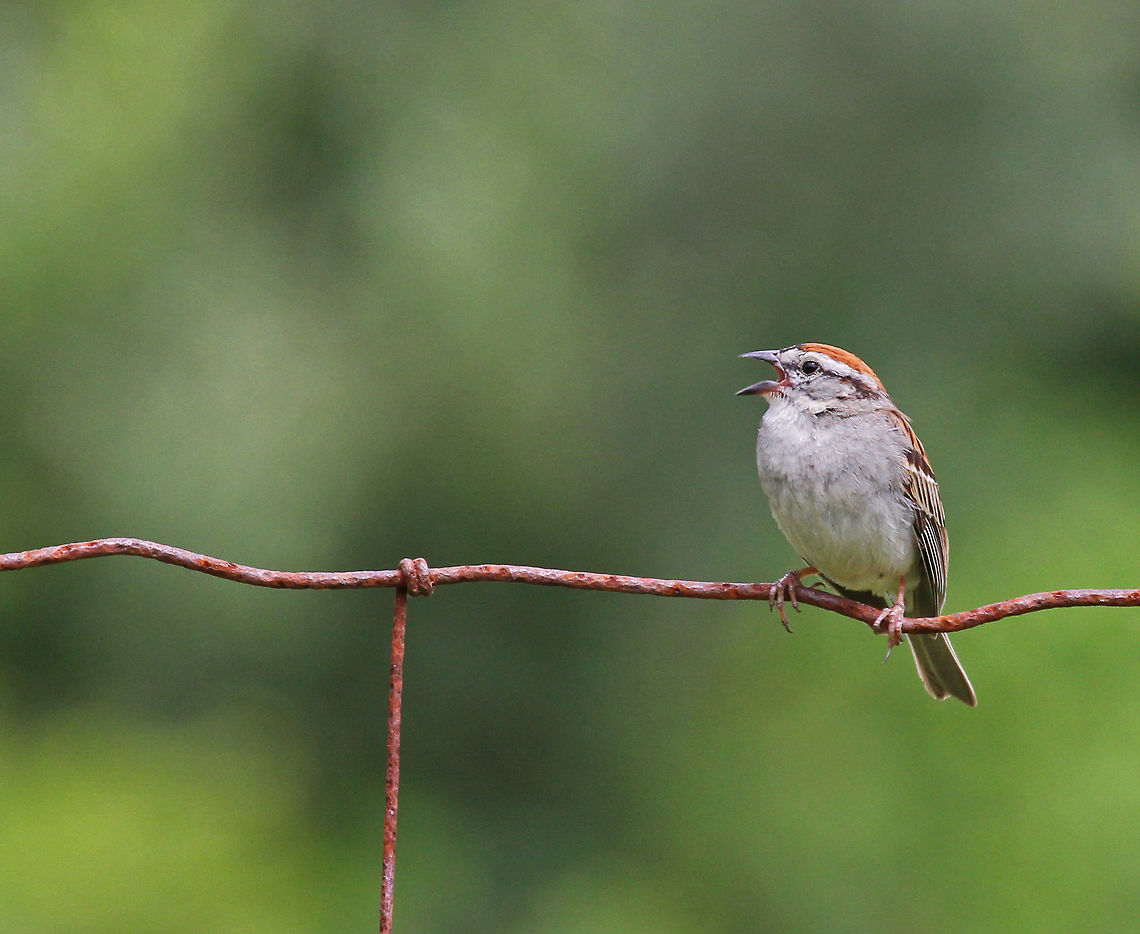 Chipping Sparrow - Spizella passerina Habitat: Sitting on a wire fence in a goat pasture. It was singing a very loud, trilling song.<br />
<figure class="photo"><a href="https://www.jungledragon.com/image/71981/chipping_sparrow_-_spizella_passerina.html" title="Chipping Sparrow - Spizella passerina"><img src="https://s3.amazonaws.com/media.jungledragon.com/images/3232/71981_thumb.jpg?AWSAccessKeyId=05GMT0V3GWVNE7GGM1R2&Expires=1767225610&Signature=uLzqHyx59xqTtEJjNrq9lNnWtSA%3D" width="200" height="150" alt="Chipping Sparrow - Spizella passerina Habitat:  Sitting on a wire fence in a goat pasture. It was singing a very loud, trilling song.<br />
https://www.jungledragon.com/image/71982/chipping_sparrow_-_spizella_passerina.html Chipping Sparrow,Geotagged,Spizella passerina,Summer,United States,bird,sparrow" /></a></figure> Chipping Sparrow,Geotagged,Spizella passerina,Summer,United States,bird,sparrow