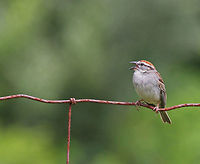 Chipping Sparrow - Spizella passerina Habitat: Sitting on a wire fence in a goat pasture. It was singing a very loud, trilling song.<br />
https://www.jungledragon.com/image/71981/chipping_sparrow_-_spizella_passerina.html Chipping Sparrow,Geotagged,Spizella passerina,Summer,United States,bird,sparrow