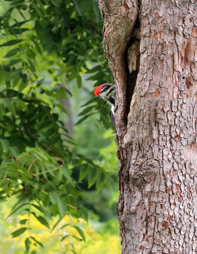 Pileated Woodpecker - Dryocopus pileatus I was just walking up to the beginning of a trail when this woodpecker appeared. Unfortunately, she disappeared just as quickly as she had appeared. But, at least I got this one shot! Dryocopus pileatus,Geotagged,Pileated Woodpecker,Summer,United States,woodpecker