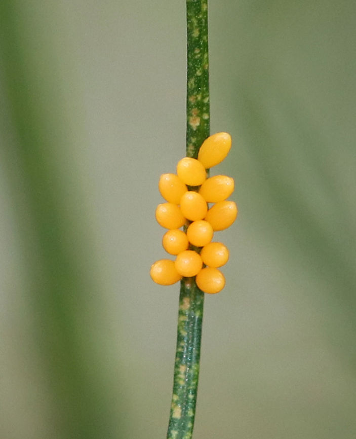 Ladybug Eggs - Family Coccinellidae Ladybugs lay clusters of bright yellow/orange eggs that stand upright.<br />
<br />
Habitat: Rural garden Coccinellidae,Geotagged,Summer,United States,beetle eggs,eggs,family Coccinellidae,lady beetle eggs,ladybug eggs