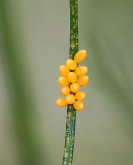 Ladybug Eggs - Family Coccinellidae Ladybugs lay clusters of bright yellow/orange eggs that stand upright.

Habitat: Rural garden Coccinellidae,Geotagged,Summer,United States,beetle eggs,eggs,family Coccinellidae,lady beetle eggs,ladybug eggs