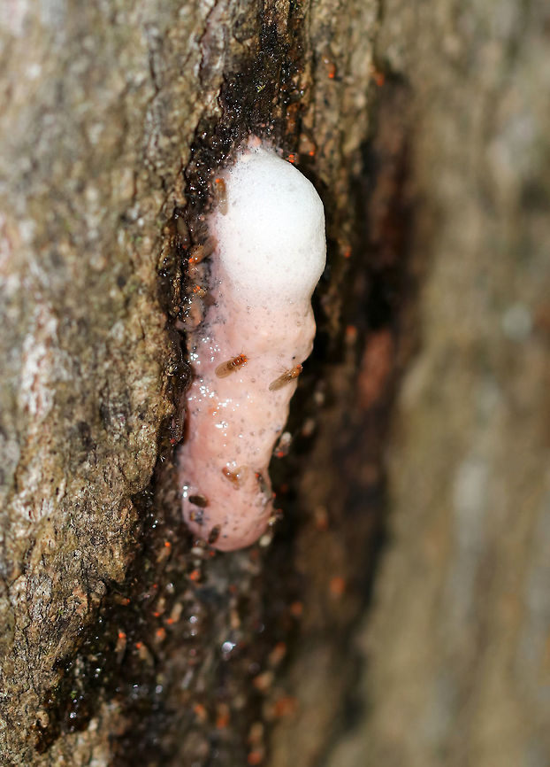 Little-leaf Basswood Sap - Tilia cordata This was an odd sighting for me. I have never seen sap oozing out of basswood before.  Maybe the tree had been wounded.  Whatever the cause, it sure made these fruit flies (Drosophila melanogaster) happy...except perhaps for the ones that drowned in the sap!<br />
<br />
Habitat: Growing along the edge of a mixed forest. Geotagged,Summer,Tilia cordata,United States,cordata,little-leaf basswood,small-leaved linden,tilia
