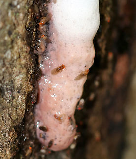 Common Fruit Fly - Drosophila melanogaster Tiny flies with characteristic wildtype coloring: brownish thorax, red eyes, and black bands across the abdomen.

Home: These flies were feasting on the sap of a Little-leaf Basswood (Tilia cordata) tree. Drosophila,Drosophila melanogaster,Geotagged,Summer,United States,common fruit fly,fly,fruit fly,tree sap,vinegar fly