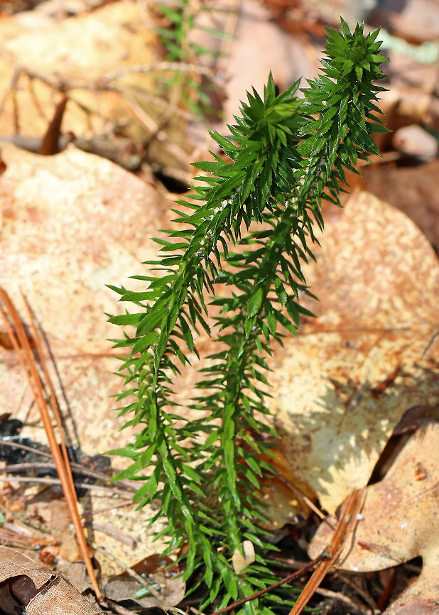 Shining Firmoss - Huperzia lucidula Habitat: Growing on the ground in a wet, mixed forest with lots of oak, hemlock, and sycamore. Geotagged,Huperzia,Huperzia lucidula,Shining firmoss,Spring,United States,firmoss,lucidula,shining clubmoss