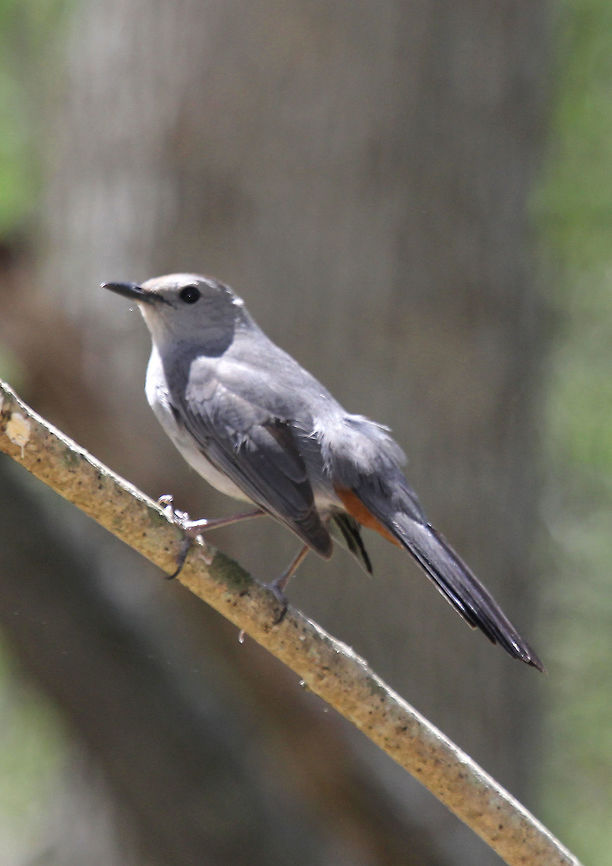 Gray Catbird (Juvenile) - Dumetella carolinensis  Dumetella carolinensis,Geotagged,Gray Catbird,Spring,United States,bird,catbird,juvenile catbird
