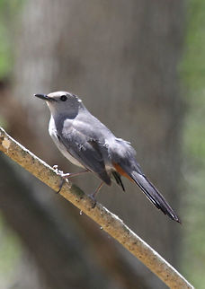 Gray Catbird (Juvenile) - Dumetella carolinensis  Dumetella carolinensis,Geotagged,Gray Catbird,Spring,United States,bird,catbird,juvenile catbird