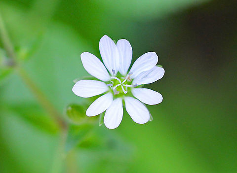 Common chickweed