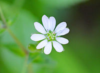 Common Chickweed - Stellaria media Chickweed has small, white flowers that are produced at the tops of stems and in angles between branches. Flowers have 5 two-lobed petals, which makes it appear to have 10 tiny petals. The leaves are oval with pointed tips and are slightly hairy.<br />
<br />
Habitat: Growing in the brush next to a stream.<br />
<br />
Notes: Chickweed is not only a delicious edible, but it's also a medicinal plant. It contains saponins, which makes it soothing for the skin. It’s used for making salves for rashes, bug bites, and itchy skin. <br />
https://www.jungledragon.com/image/72009/common_chickweed_-_stellaria_media.html Common chickweed,Geotagged,Stellaria media,Summer,United States,chickweed