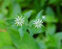 Common Chickweed - Stellaria media Chickweed has small, white flowers that are produced at the tops of stems and in angles between branches. Flowers have 5 two-lobed petals, which makes it appear to have 10 tiny petals. The leaves are oval with pointed tips and are slightly hairy.<br />
<br />
Habitat: Growing in the brush next to a stream.<br />
<br />
Notes: Chickweed is not only a delicious edible, but it's also a medicinal plant. It contains saponins, which makes it soothing for the skin. It’s used for making salves for rashes, bug bites, and itchy skin.<br />
https://www.jungledragon.com/image/72008/common_chickweed_-_stellaria_media.html Common chickweed,Geotagged,Stellaria media,Summer,United States