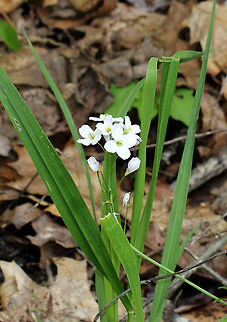 Cuckoo Flower - Cardamine pratensis White flowers with 4 petals and 6 stamens and alternate leaves. 

It gets its common name from this explanation from herbalist John Gerard: "These floure for the most part in Aprill and May, when the Cuckow begins to sing her pleasant notes without stammering."
https://www.jungledragon.com/image/58344/cuckoo_flower.html Cardamine pratensis,Cuckooflower,Geotagged,Spring,United States
