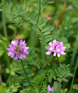 Crown Vetch - Securigera varia Pink and white pea flowers in clusters on the ends of an upward curving stem. Leaves are long, compound, and pinnately divided into leaflets.
https://www.jungledragon.com/image/56779/crown_vetch_and_aphid.html Crown vetch,Geotagged,Securigera varia,Summer,United States