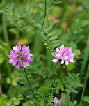 Crown Vetch - Securigera varia Pink and white pea flowers in clusters on the ends of an upward curving stem. Leaves are long, compound, and pinnately divided into leaflets.<br />
https://www.jungledragon.com/image/56779/crown_vetch_and_aphid.html Crown vetch,Geotagged,Securigera varia,Summer,United States