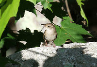 House Wren - Troglodytes aedon This little wren was busy working on her nest on a late spring morning. <br />
<br />
Habitat: Rural backyard<br />
https://www.jungledragon.com/image/72032/house_wren_-_troglodytes_aedon.html<br />
https://www.jungledragon.com/image/72031/house_wren_-_troglodytes_aedon.html Geotagged,House wren,Spring,Troglodytes aedon,United States,house wren,wren
