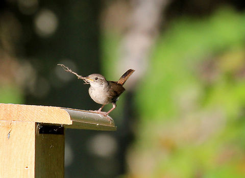 House Wren - Troglodytes aedon This little wren was busy working on her nest on a late spring morning. 

Habitat: Rural backyard
https://www.jungledragon.com/image/72030/house_wren_-_troglodytes_aedon.html
https://www.jungledragon.com/image/72032/house_wren_-_troglodytes_aedon.html Geotagged,House wren,Spring,Troglodytes aedon,United States,wren