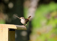 House Wren - Troglodytes aedon This little wren was busy working on her nest on a late spring morning. <br />
<br />
Habitat: Rural backyard<br />
https://www.jungledragon.com/image/72030/house_wren_-_troglodytes_aedon.html<br />
https://www.jungledragon.com/image/72032/house_wren_-_troglodytes_aedon.html Geotagged,House wren,Spring,Troglodytes aedon,United States,wren