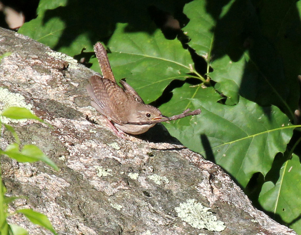 House Wren - Troglodytes aedon This little wren was busy working on her nest on a late spring morning. <br />
<br />
Habitat: Rural backyard<br />
<figure class="photo"><a href="https://www.jungledragon.com/image/72030/house_wren_-_troglodytes_aedon.html" title="House Wren - Troglodytes aedon"><img src="https://s3.amazonaws.com/media.jungledragon.com/images/3232/72030_thumb.jpg?AWSAccessKeyId=05GMT0V3GWVNE7GGM1R2&Expires=1769040010&Signature=gy25%2Fh6Czpbch%2FBWfYG5FBarNXI%3D" width="200" height="140" alt="House Wren - Troglodytes aedon This little wren was busy working on her nest on a late spring morning. <br />
<br />
Habitat: Rural backyard<br />
https://www.jungledragon.com/image/72032/house_wren_-_troglodytes_aedon.html<br />
https://www.jungledragon.com/image/72031/house_wren_-_troglodytes_aedon.html Geotagged,House wren,Spring,Troglodytes aedon,United States,house wren,wren" /></a></figure><br />
<figure class="photo"><a href="https://www.jungledragon.com/image/72031/house_wren_-_troglodytes_aedon.html" title="House Wren - Troglodytes aedon"><img src="https://s3.amazonaws.com/media.jungledragon.com/images/3232/72031_thumb.jpg?AWSAccessKeyId=05GMT0V3GWVNE7GGM1R2&Expires=1769040010&Signature=oPr79QRA%2FDZsmq1%2BEQM8q0fQVAQ%3D" width="200" height="146" alt="House Wren - Troglodytes aedon This little wren was busy working on her nest on a late spring morning. <br />
<br />
Habitat: Rural backyard<br />
https://www.jungledragon.com/image/72030/house_wren_-_troglodytes_aedon.html<br />
https://www.jungledragon.com/image/72032/house_wren_-_troglodytes_aedon.html Geotagged,House wren,Spring,Troglodytes aedon,United States,wren" /></a></figure> Geotagged,House wren,Spring,Troglodytes aedon,United States,wren