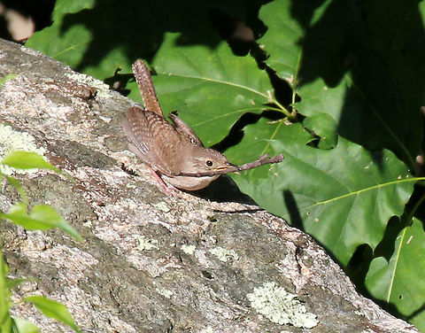 House Wren - Troglodytes aedon This little wren was busy working on her nest on a late spring morning. 

Habitat: Rural backyard
https://www.jungledragon.com/image/72030/house_wren_-_troglodytes_aedon.html
https://www.jungledragon.com/image/72031/house_wren_-_troglodytes_aedon.html Geotagged,House wren,Spring,Troglodytes aedon,United States,wren