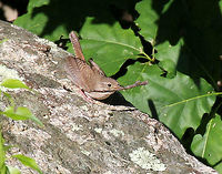 House Wren - Troglodytes aedon This little wren was busy working on her nest on a late spring morning. <br />
<br />
Habitat: Rural backyard<br />
https://www.jungledragon.com/image/72030/house_wren_-_troglodytes_aedon.html<br />
https://www.jungledragon.com/image/72031/house_wren_-_troglodytes_aedon.html Geotagged,House wren,Spring,Troglodytes aedon,United States,wren
