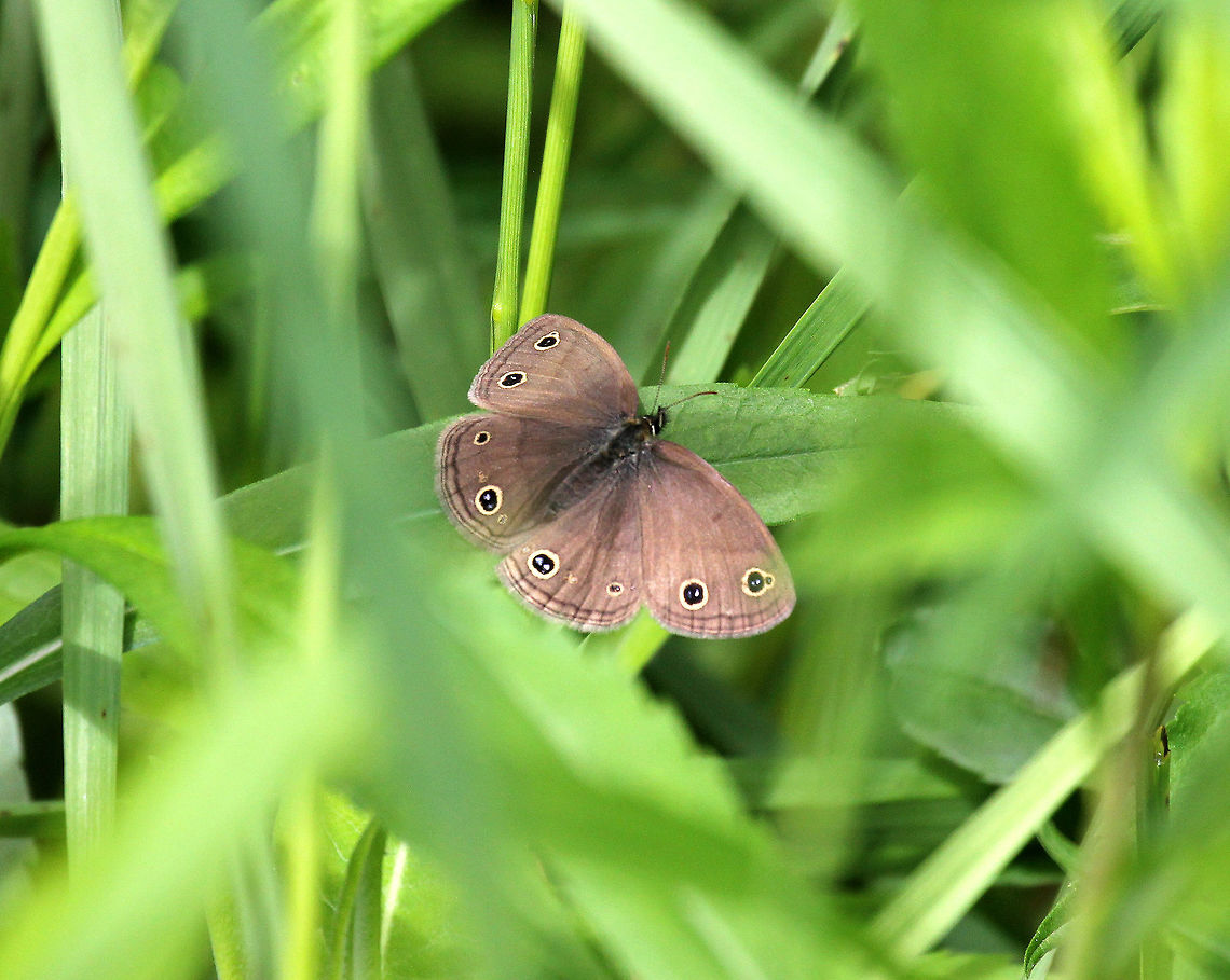 Little wood satyr - Megisto cymela A disappointing shot, but I'm sharing because I realized that there were no shots on JD of this species with its wings open.<br />
<br />
Habitat: Near a stream in a deciduous forest. Geotagged,Little wood satyr,Megisto cymela,Spring,United States,butterfly