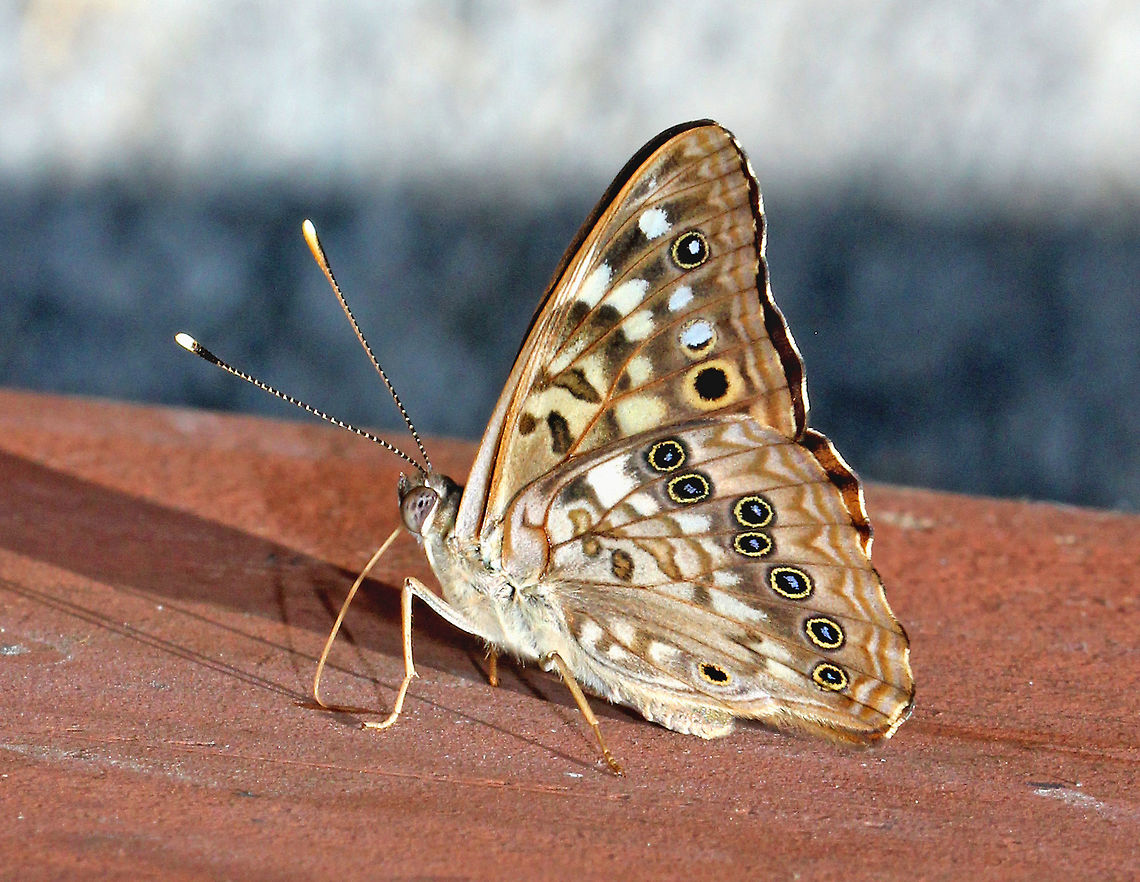 Hackberry Emperor - Asterocampa celtis Brown butterfly with distinctive spots and a somewhat variable pattern. The forewing has one submarginal eyespot, a jagged row of white spots, and the discal cell has one black bar and two separate black spots. The hindwings have a row of black eyespots that are yellow ringed with blue centers. <br />
<br />
The species name &quot;celtis&quot; is the genus for Hackberry, which is the butterfly&#039;s host plant.<br />
<figure class="photo"><a href="https://www.jungledragon.com/image/56844/hackberry_emperor_-_asterocampa_celtis.html" title="Hackberry Emperor - Asterocampa celtis"><img src="https://s3.amazonaws.com/media.jungledragon.com/images/3232/56844_thumb.jpg?AWSAccessKeyId=05GMT0V3GWVNE7GGM1R2&Expires=1759968010&Signature=i3J%2BPZ9RH6dGzEPIF6fotXIEM4M%3D" width="200" height="160" alt="Hackberry Emperor - Asterocampa celtis Brown butterfly with distinctive spots and a somewhat variable pattern. The forewing has one submarginal eyespot, a jagged row of white spots, and the discal cell has one black bar and two separate black spots. The hindwings have a row of black eyespots that are yellow ringed with blue centers. <br />
<br />
The species name &quot;celtis&quot; is the genus for Hackberry, which is the butterfly&#039;s host plant.<br />
https://www.jungledragon.com/image/72034/hackberry_emperor_-_asterocampa_celtis.html Asterocampa celtis,Butterfly,Geotagged,Hackberry Emperor,Summer,United States" /></a></figure> Asterocampa celtis,Geotagged,Hackberry Emperor,Summer,United States,butterfly