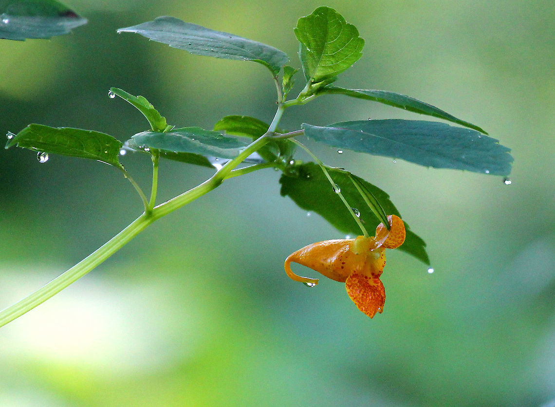Orange Jewelweed - Impatiens capensis Tall plant (3-5 feet) with pendent orange flowers that are splotched with reddish-brown. The flowers have a three-lobed corolla, and one of the calyx lobes forms a hooked conical spur at the back of the flower. The stems are somewhat translucent. The seed pods are pendant and have projectile seeds that explode out of the pods when they are lightly touched or if ripe, hence the name 'touch-me-not'. <br />
<br />
Juice from the stem may have a potential use to relieve itching from poison ivy and has also been used to treat athletes foot. If ingested, berries can be toxic to humans, especially children.<br />
<figure class="photo"><a href="https://www.jungledragon.com/image/58413/orange_jewelweed_-_impatiens_capensis.html" title="Orange Jewelweed - Impatiens capensis"><img src="https://s3.amazonaws.com/media.jungledragon.com/images/3232/58413_thumb.jpg?AWSAccessKeyId=05GMT0V3GWVNE7GGM1R2&Expires=1770854410&Signature=DGeBgHyO7Hg%2BHa%2FAXYlUNOYzhkw%3D" width="200" height="156" alt="Orange Jewelweed - Impatiens capensis Tall plant (3-5 feet) with pendent orange flowers that are splotched with reddish-brown. The flowers have a three-lobed corolla, and one of the calyx lobes forms a hooked conical spur at the back of the flower. The stems are somewhat translucent. The seed pods are pendant and have projectile seeds that explode out of the pods when they are lightly touched or if ripe, hence the name 'touch-me-not'. <br />
<br />
Juice from the stem may have a potential use to relieve itching from poison ivy and has also been used to treat athletes foot. If ingested, berries can be toxic to humans, especially children. <br />
https://www.jungledragon.com/image/72036/orange_jewelweed_-_impatiens_capensis.html Geotagged,Impatiens,Impatiens capensis,Jewelweed,Orange Jewelweed,Summer,United States,flower,orange,orange wildflower,touch-me-not,wildflower" /></a></figure> Geotagged,Impatiens capensis,Orange Jewelweed,Summer,United States
