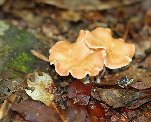 False Chanterelle - Hygrophoropsis aurantiaca Depressed to infundibuliform peach-colored caps with decurrent cream-colored gills with short gills frequent.

Habitat: Growing on the ground in a deciduous forest. False chanterelle,Geotagged,Hygrophoropsis aurantiaca,Summer,United States,fungus,mushroom