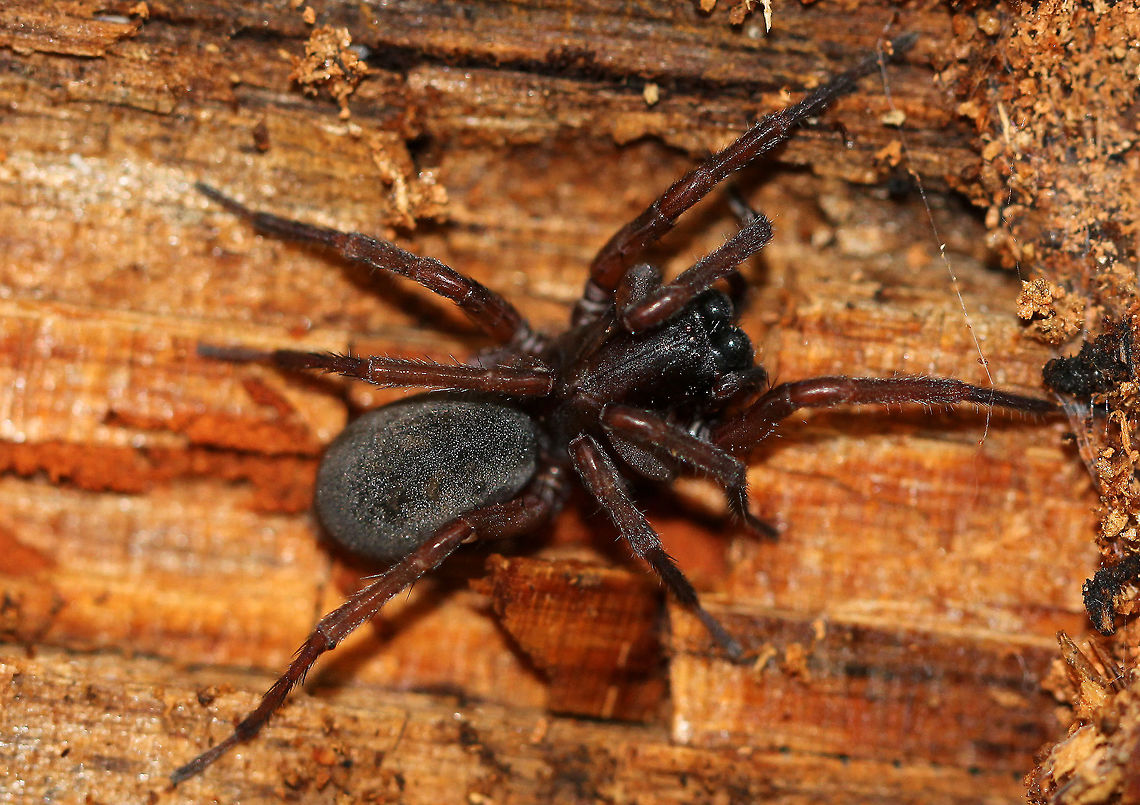 Funnel Weaver - Wadotes hybridus This spider was about 2 cm long. It&#039;s abdomen was black, fuzzy, and somewhat flat. The cephalothorax was mostly black, and the legs were reddish brown.<br />
<br />
Habitat: Spotted under a rotting log in a mixed forest. Fall,Geotagged,United States,Wadotes hybridus,funnel weaver,hybridus,spider