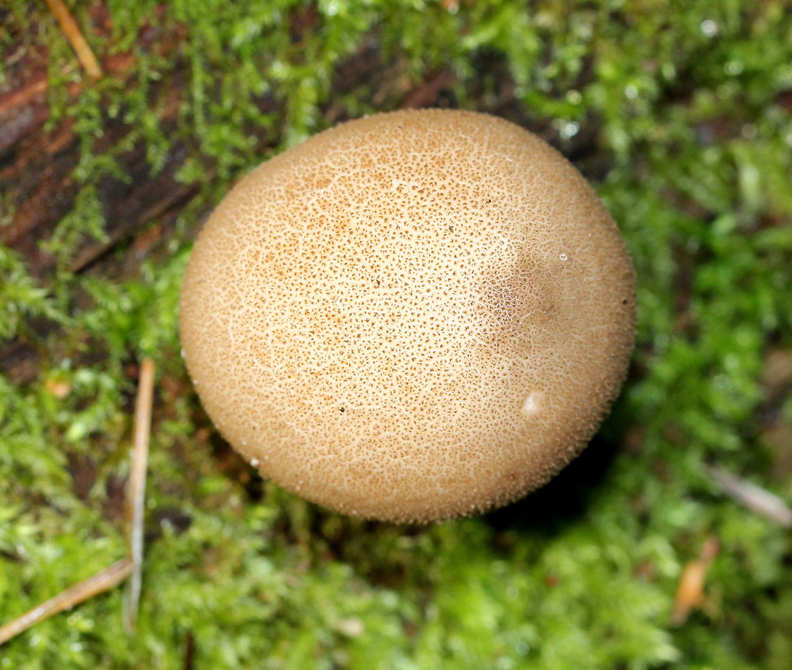 Stump Puffballs - Lycoperdon pyriforme These puffballs are round when young, but become pear-shaped when mature. Also, when they are mature, they develop a central hole through which spores are liberated - usually by rain. I spotted dozens of these puffballs all growing together on rotting wood.<br />
<figure class="photo"><a href="https://www.jungledragon.com/image/64813/stump_puffballs_-_lycoperdon_pyriforme.html" title="Stump Puffballs - Lycoperdon pyriforme"><img src="https://s3.amazonaws.com/media.jungledragon.com/images/3232/64813_thumb.jpg?AWSAccessKeyId=05GMT0V3GWVNE7GGM1R2&Expires=1769040010&Signature=Kb6gOLbtxqUhJyHrkcS4EeneXls%3D" width="200" height="160" alt="Stump Puffballs - Lycoperdon pyriforme These puffballs are round when young, but become pear-shaped when mature. Also, when they are mature, they develop a central hole through which spores are liberated - usually by rain. I spotted dozens of these puffballs all growing together on rotting wood.<br />
https://www.jungledragon.com/image/72043/stump_puffballs_-_lycoperdon_pyriforme.html Geotagged,Lycoperdon pyriforme,Pear-shaped Puffball,Summer,United States,fungi,fungus,mushroom,mushrooms,puffballs" /></a></figure> Geotagged,Lycoperdon pyriforme,Pear-shaped Puffball,Summer,United States