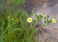 Sulphur Cinquefoil - Potentilla recta Pale yellow flowers, with five heart-shaped petals. Leaves were compound and divided into toothed leaflets. <br />
<br />
Cinquefoil has many potential medicinal uses, including using an infusion made from the root as an astringent, antiseptic, and tonic.<br />
https://www.jungledragon.com/image/58428/sulphur_cinquefoil.html Geotagged,Potentilla,Potentilla recta,Sulphur cinquefoil,Summer,United States,yellow