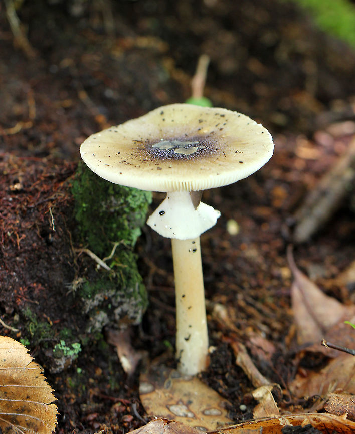 Old Potato Amanita - Amanita solaniolens The cap was a very light, dull yellow near the margin, and was dark olive brown at the center, with a slight greenish tint over the entire cap. The cap was plane in shape with a slightly striate margin. It was about 5 cm in diameter. The volva was present as three large, flat whitish patches in the center of the cap. Gills were white, free, and short gills were present. The stipe was white and had a membranous ring near the top of the stem.<br />
<br />
Habitat: Growing on the ground in a deciduous forest. Amanita solaniolens,Geotagged,Old Potato Amanita,Summer,United States,amanita,fungus,mushroom