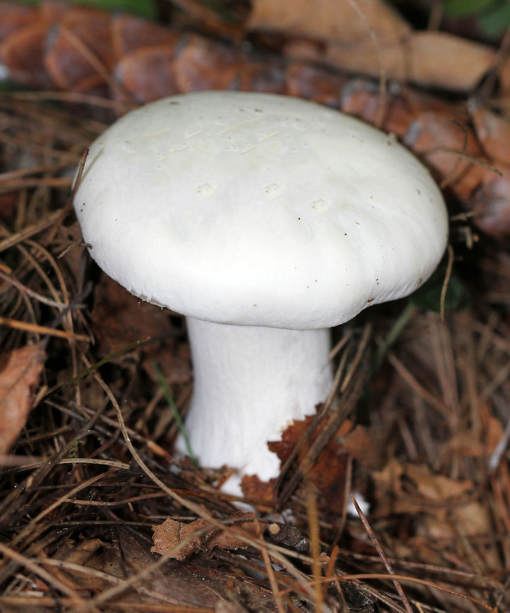 Foul Clitocybe - Clitocybe robusta All white mushroom that was approximately 6-7 cm tall. The gills had a slight yellow tint and ran down the stem a bit. The cap was dry and the margin was inrolled. Stem base was slightly enlarged. <br />
<br />
Habitat: Growing on the ground in a mixed forest - in an area dominated by conifers.<br />
<figure class="photo"><a href="https://www.jungledragon.com/image/72053/foul_clitocybe_-_clitocybe_robusta.html" title="Foul Clitocybe - Clitocybe robusta"><img src="https://s3.amazonaws.com/media.jungledragon.com/images/3232/72053_thumb.jpg?AWSAccessKeyId=05GMT0V3GWVNE7GGM1R2&Expires=1759968010&Signature=x8V%2BtoiAj8ji3MPw8GhoiAGOKos%3D" width="200" height="144" alt="Foul Clitocybe - Clitocybe robusta All white mushroom that was approximately 6-7 cm tall. The gills had a slight yellow tint and ran down the stem a bit. The cap was dry and the margin was inrolled. Stem base was slightly enlarged. <br />
<br />
Habitat: Growing on the ground in a mixed forest - in an area dominated by conifers.<br />
https://www.jungledragon.com/image/72052/foul_clitocybe_-_clitocybe_robusta.html Clitocybe robusta,Geotagged,Summer,United States" /></a></figure> Clitocybe,Clitocybe robusta,Foul Clitocybe,Geotagged,Summer,United States,mushroom,white