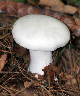 Foul Clitocybe - Clitocybe robusta All white mushroom that was approximately 6-7 cm tall. The gills had a slight yellow tint and ran down the stem a bit. The cap was dry and the margin was inrolled. Stem base was slightly enlarged. 

Habitat: Growing on the ground in a mixed forest - in an area dominated by conifers.
https://www.jungledragon.com/image/72053/foul_clitocybe_-_clitocybe_robusta.html Clitocybe,Clitocybe robusta,Foul Clitocybe,Geotagged,Summer,United States,mushroom,white