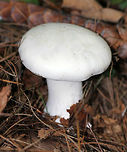 Foul Clitocybe - Clitocybe robusta All white mushroom that was approximately 6-7 cm tall. The gills had a slight yellow tint and ran down the stem a bit. The cap was dry and the margin was inrolled. Stem base was slightly enlarged. <br />
<br />
Habitat: Growing on the ground in a mixed forest - in an area dominated by conifers.<br />
https://www.jungledragon.com/image/72053/foul_clitocybe_-_clitocybe_robusta.html Clitocybe,Clitocybe robusta,Foul Clitocybe,Geotagged,Summer,United States,mushroom,white